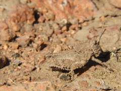 Spathalium audouinii