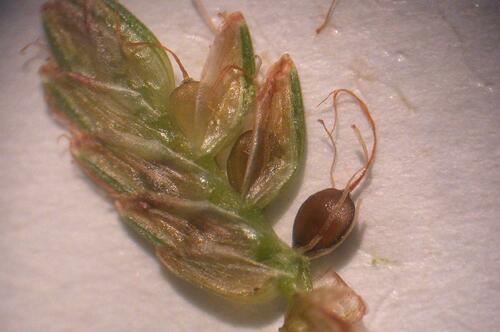 Cyperus sanguinolentus