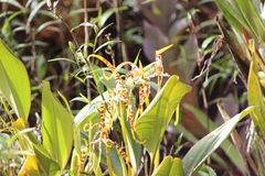 Maxillaria speciosa