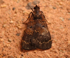 Hydrillodes funestalis