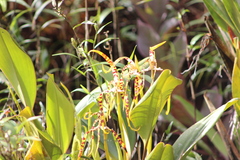 Maxillaria speciosa