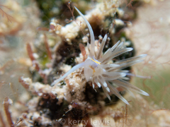 Dondice occidentalis