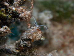 Dondice occidentalis