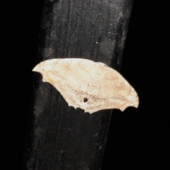 Coelurotricha curvilinea