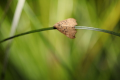 Axiocteta turneri