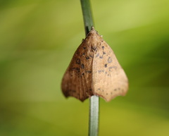 Axiocteta turneri