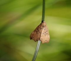 Axiocteta turneri