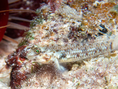 Coryphopterus dicrus