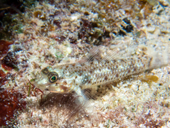 Coryphopterus dicrus