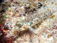 Coryphopterus dicrus