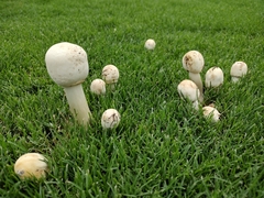 Fungi