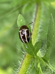 Zygogramma suturalis