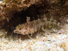 Malacoctenus erdmani
