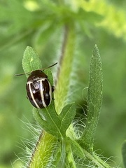 Zygogramma suturalis