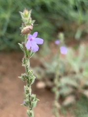 Verbena plicata