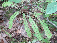 Adiantum pedatum