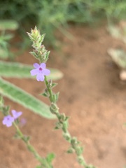 Verbena plicata