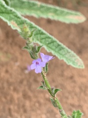 Verbena plicata