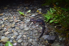 Plethodon cheoah
