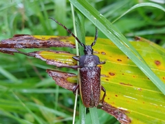 Solenoptera