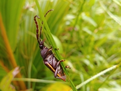 Solenoptera