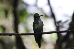 Heliodoxa imperatrix