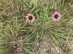 Echinacea tennesseensis