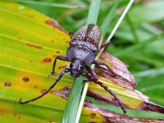 Solenoptera
