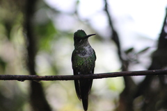 Heliodoxa imperatrix