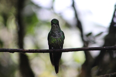 Heliodoxa imperatrix