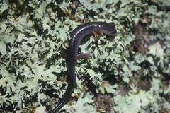 Plethodon cheoah