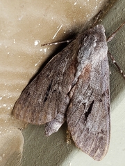 Lapara coniferarum