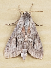 Lapara coniferarum