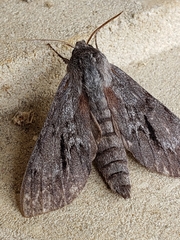 Lapara coniferarum