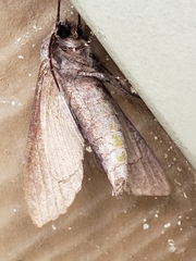 Lapara coniferarum