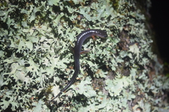 Plethodon cheoah