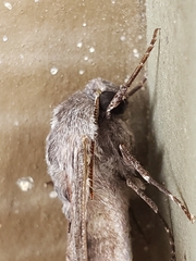 Lapara coniferarum