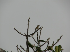 Piranga roseogularis