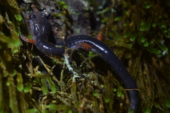 Plethodon cheoah