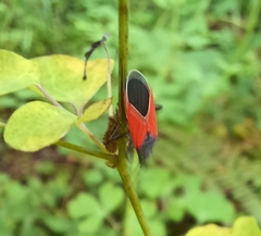 Melanopleurus belfragei