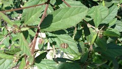 Orsilochides scurrilis