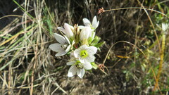 Gentianella multicaulis