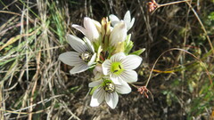 Gentianella multicaulis