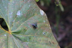 Blepharicnema splendens
