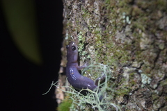 Plethodon cheoah