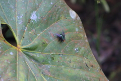 Blepharicnema splendens