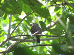 Piranga roseogularis