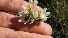 Gentianella multicaulis
