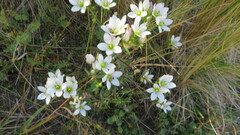 Gentianella multicaulis