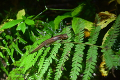 Desmognathus ocoee